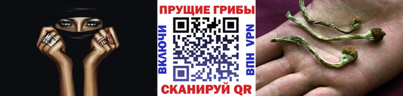 сколько стоит  МЕГА tor  Псилоцибиновые грибы Cubensis  Астрахань 